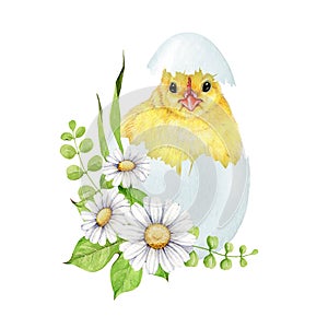 Funny yellow chick in cracked egg shell with flower decor. Watercolor painted illustration. Hand drawn small fluffy