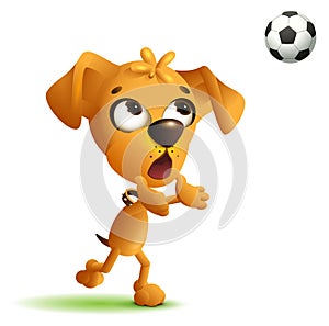 Funny yellow dog goalkeeper catches soccer ball