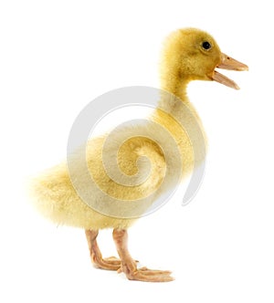 Funny yellow Duckling