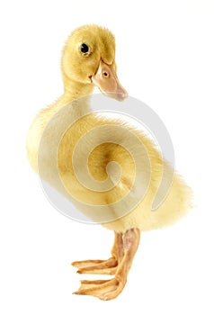 Funny yellow Duckling