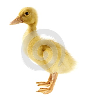 Funny yellow Duckling