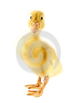 Funny yellow Duckling