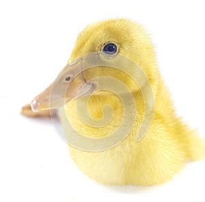 Funny yellow Duckling