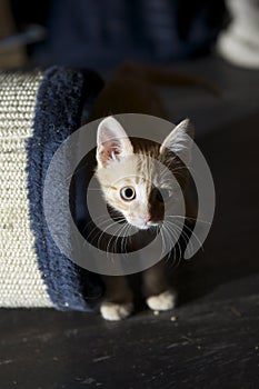 Funny Yellow eyed kitten with big eyes