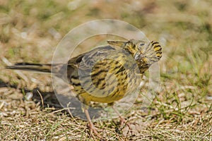 Funny Yellowhammer (Emberiza citrinella)