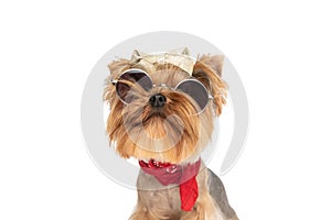 Funny yorkie puppy wearing red bandana around neck and retro sunglasses