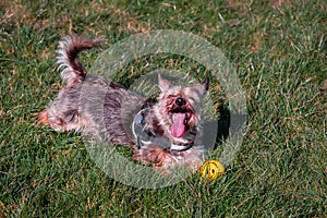 Funny Yorkshire terrier playing with a ball in a park on a grass. Warm sunny day. Dog at play outdoors. Yellow squeaky toy with