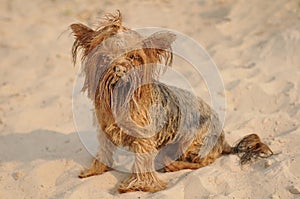 Funny yorkshire terrier portrait