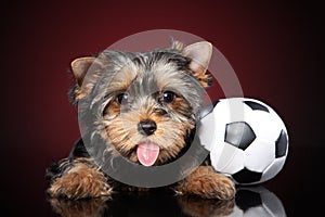 Funny Yorkshire Terrier puppy shows tongue