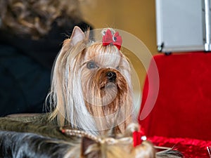 Funny Yorkshire terriers, tiny dogs