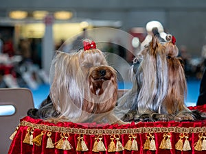 Funny Yorkshire terriers, tiny dogs