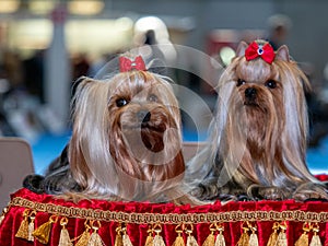 Funny Yorkshire terriers, tiny dogs