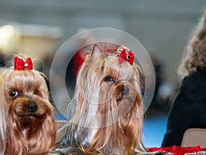 Funny Yorkshire terriers, tiny dogs