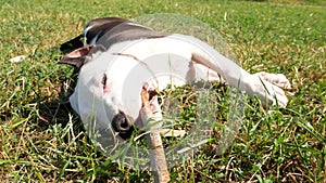 Funny young beagle dog ,, slow motion shot. Green grass field at sunny park