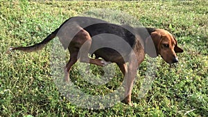 Funny young beagle female dog scratching, playful puppy, chase and look straight, happily spend time outing at park in