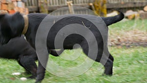 Funny young black dogs play with each other, run, frolic on the green grass in the yard