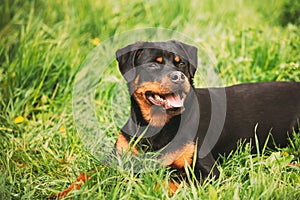 Funny Young Black Rottweiler Metzgerhund Puppy Dog Sit In Green Grass In Summer Park Outdoor