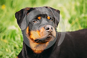 Funny Young Black Rottweiler Metzgerhund Puppy Dog Sit In Green Grass In Summer Park Outdoor. Close Up Portrait