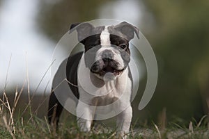 Funny Young BostonTerrier Dog Outdoor in the park