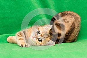 Funny young British cat Golden marble color lies on a green background