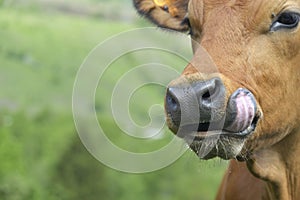 Funny young brown cow with tongue