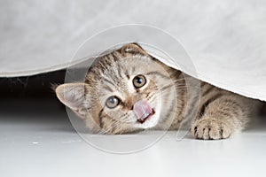 Funny young cat looking from under curtain and licking itself