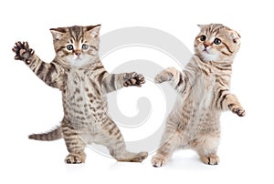 Funny young cats dancing