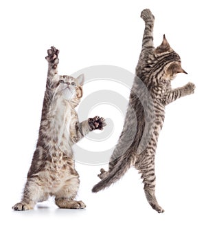 Funny young cats standing and hanging isolated