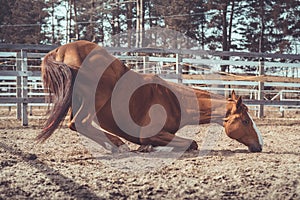 Funny young chestnut budyonny gelding horse going to lay in paddock in warm spring daytime