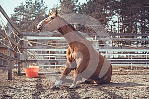 Funny young chestnut budyonny gelding horse sitting in paddock in warm spring daytime