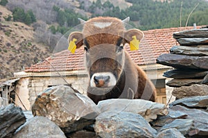 Funny Young cow behind a stone fence looks at the camera.