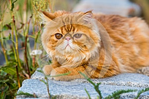 Funny Young cute Red Persian cat Portrait walking in the park