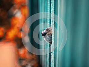 Funny young dog pokes his black nose in the crack of the wooden fence curiously sniffing