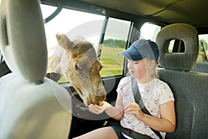 Funny young girl feeding a camel though an open window in a car. Child having fun at safari park