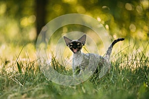 Funny Young Gray Devon Rex Kitten Meowing In Green Grass. Short-haired Cat