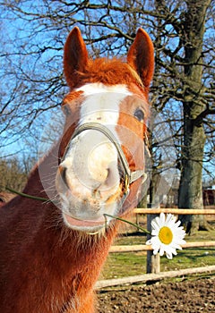 Funny Young Horse With a Camomile