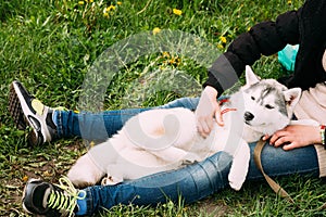 Funny Young Husky Puppy Dog Sits In Girl Embrace In Green Grass