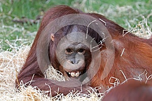 Funny young orang-utan