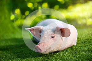 Funny young pig is resting on the green grass. Happy piglet laying on the meadow