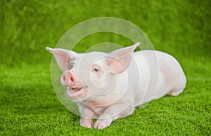 Funny young pig with a smile lying on the green grass.