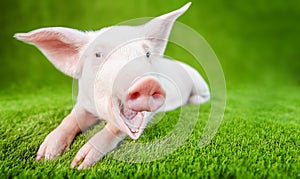 Funny young pig with a smile standing on the green grass.