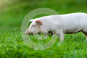 funny young pig is standing on the green grass. Happy piglet on the meadow. wide banner