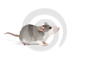 Funny young rat full length isolated on white. Rodent pets