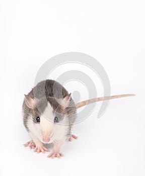 Funny young rat isolated on white. Rodent pets. Domesticated rat close up