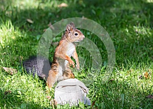 Funny young red squirrel in search of food in city park