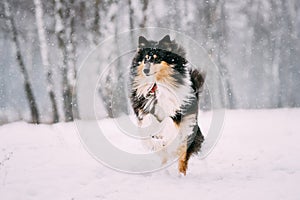 Funny Young Shetland Sheepdog, Sheltie, Collie Playing Outdoor In Snow