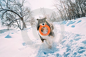 Funny Young Shetland Sheepdog, Sheltie, Collie Playing With Ring Toy Outdoor In Snowy Park, Winter Season. Playful Pet