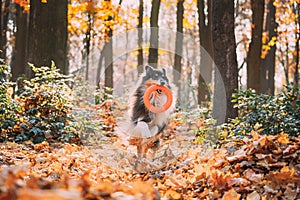 Funny Young Shetland Sheepdog Sheltie English Collie Playing With Ring Toy In Autumn Park. Tricolor Rough Scottish