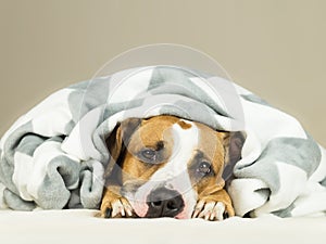 Funny young staffordshire terrier puppy lying covered in throw blanket and falling asleep