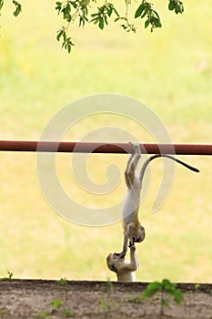 Funny young vervet monkey playing